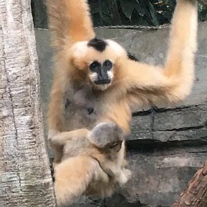 Northern White-Cheeked Gibbon