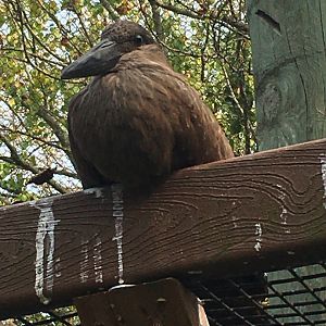 Hammerkop