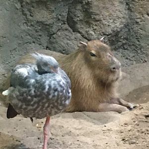 Capybara & Southern Screamer