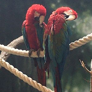 Green-Winged Macaws