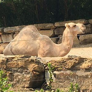 Dromedary Camel
