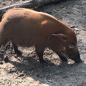 Red River Hog