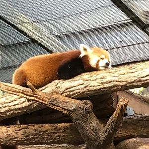 Red Panda