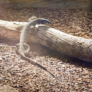Lace Monitor (Varanus varius)