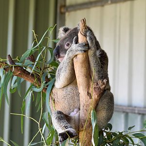 Koala (Phascolarctos cinereus)