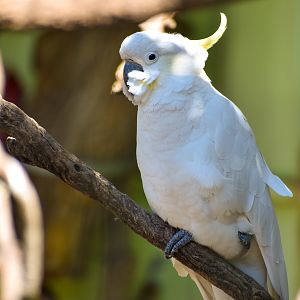 Sulphur-crested Cockatoo (Cacatua galerita)