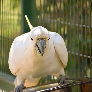 Sulphur-crested Cockatoo (Cacatua galerita)