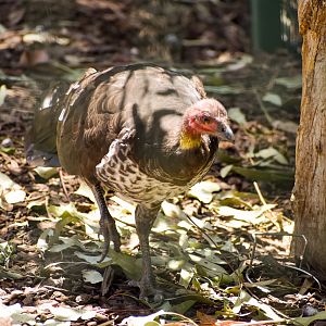 Australian brush-turkey  (Alectura lathami)