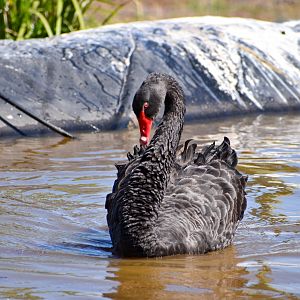 Black Swan (Cygnus atratus)