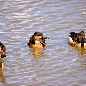 Wandering Whistling Ducks (Dendrocygna arcuata)