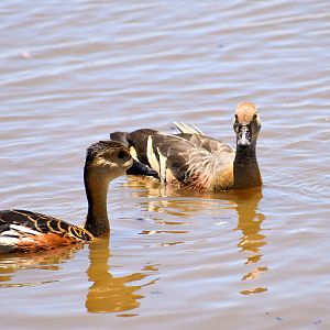Two Species of Whistling Duck