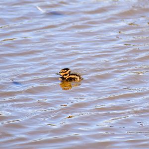 Duckling (Wandering Whistling Duck)