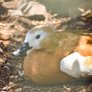 Ruddy Shelduck (Tadorna ferruginea)