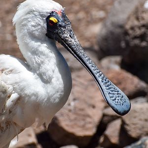 Royal Spoonbill (Platalea regia)