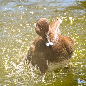 Hardhead (Aythya australis)