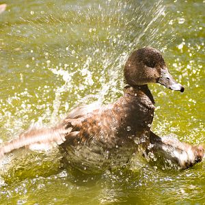 Hardhead (Aythya australis)