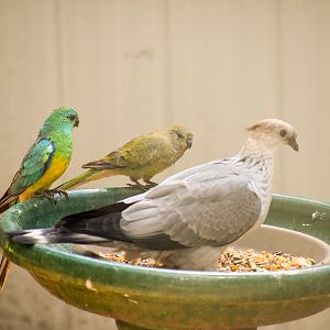 Juvenile Topknot Pigeon and Red-rumped Parrots (wild)