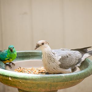 Juvenile Topknot Pigeon and Red-rumped Parrot (wild)