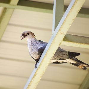 Topknot Pigeon (Lopholaimus antarcticus)