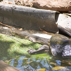 Broad-shelled River Turtle (Chelodina expansa)
