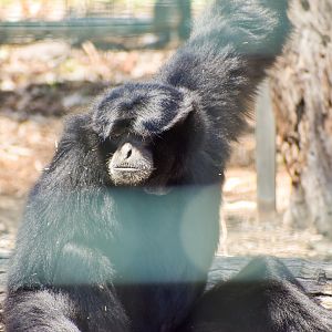 Siamang (Symphalangus syndactylus)
