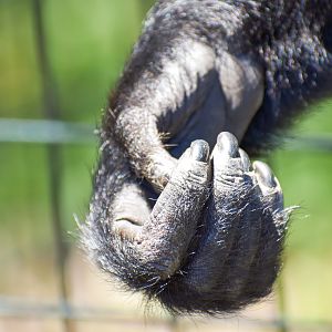 Siamang Hand