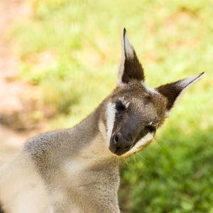 Whiptail Wallaby (Notamacropus parryi)