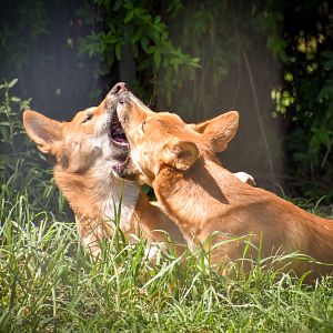 Dingo Pups