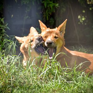 Dingo Pups
