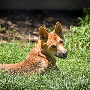 Dingo Pup
