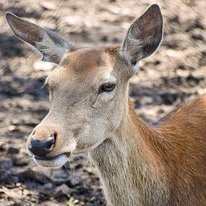 Red Deer (Cervus elaphus)