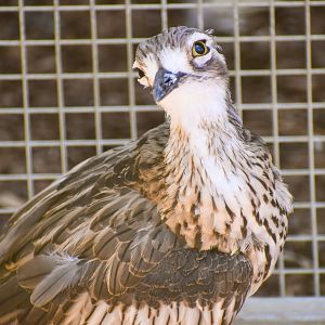 Bush Stone-curlew (Burhinus grallarius)