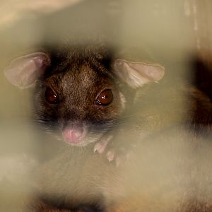 Common Ringtail Possum (Pseudocheirus peregrinus)