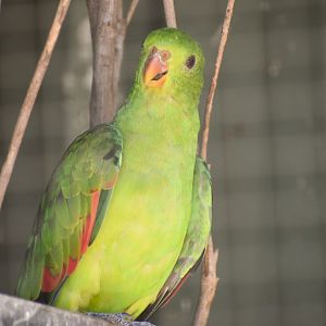 Crimson-winged Parrot (Aprosmictus erythropterus)