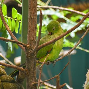 Crimson-winged Parrot (Aprosmictus erythropterus)