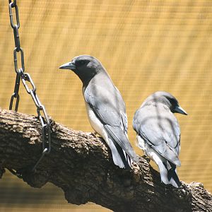 White-breasted Woodswallows (Artamus leucorynchus)