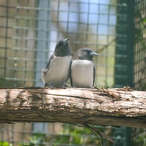White-breasted Woodswallows (Artamus leucorynchus)