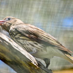 Australasian Figbird (Sphecotheres vieilloti)