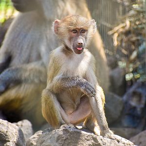 Hamadryas Baboon (Papio hamadryas)