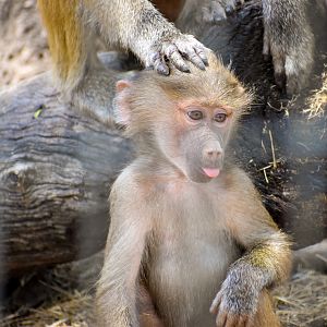 Hamadryas Baboon (Papio hamadryas)