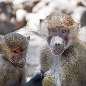 Hamadryas Baboons (Papio hamadryas)