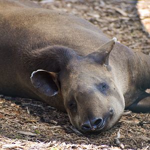 Brazilian Tapir (Tapirus terrestris)