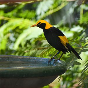 Regent Bowerbird (Sericulus chrysocephalus)
