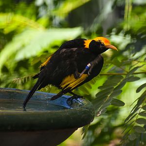 Regent Bowerbird (Sericulus chrysocephalus)