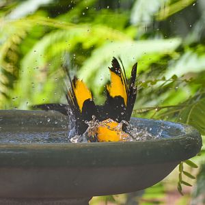 Regent Bowerbird having a Bath