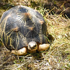Radiated Tortoise (Astrochelys radiata)