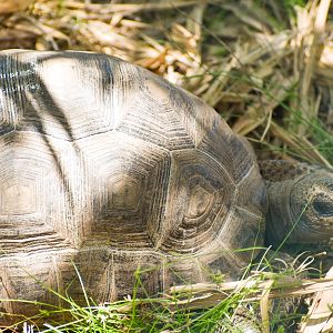 Aldabra Giant Tortoise (Aldabrachelys gigantea)