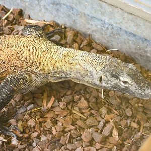 Komodo Dragon (Varanus komodoensis)
