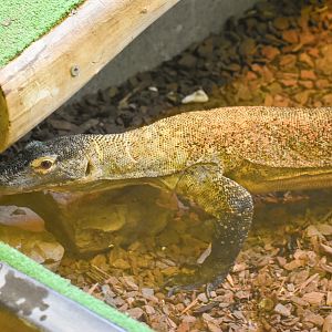 Komodo Dragon (Varanus komodoensis)