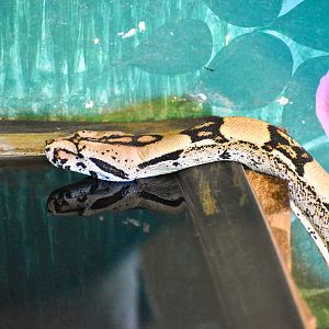 Boa Constrictor (Boa constrictor)